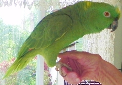 Kakane our beautiful parrot